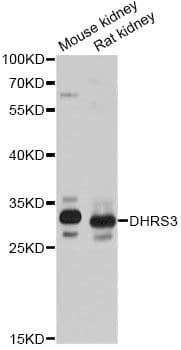 DHRS3 / SDR1 Antibody