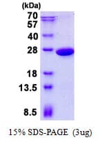 Human PGPEP1 Protein (Recombinant His)