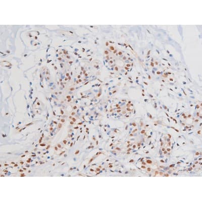 c-Kit / CD117 Antibody (phospho-Tyr703)