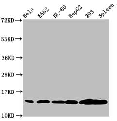 Polyclonal Rabbit anti-Human HIST1H2BN Antibody (WB)