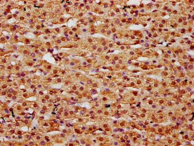 HIST1H2BN Antibody