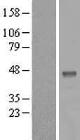 B3GALT5 Protein (Over-Expression Lysate Myc-DDK (Flag))
