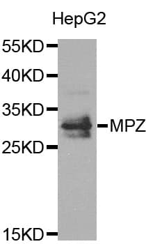 MPZ / P0 Antibody