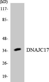 DNAJC17 Antibody (aa39-88)