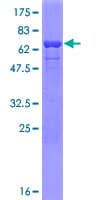 Human HnRNP-E1 / PCBP1 Protein (Recombinant GST)