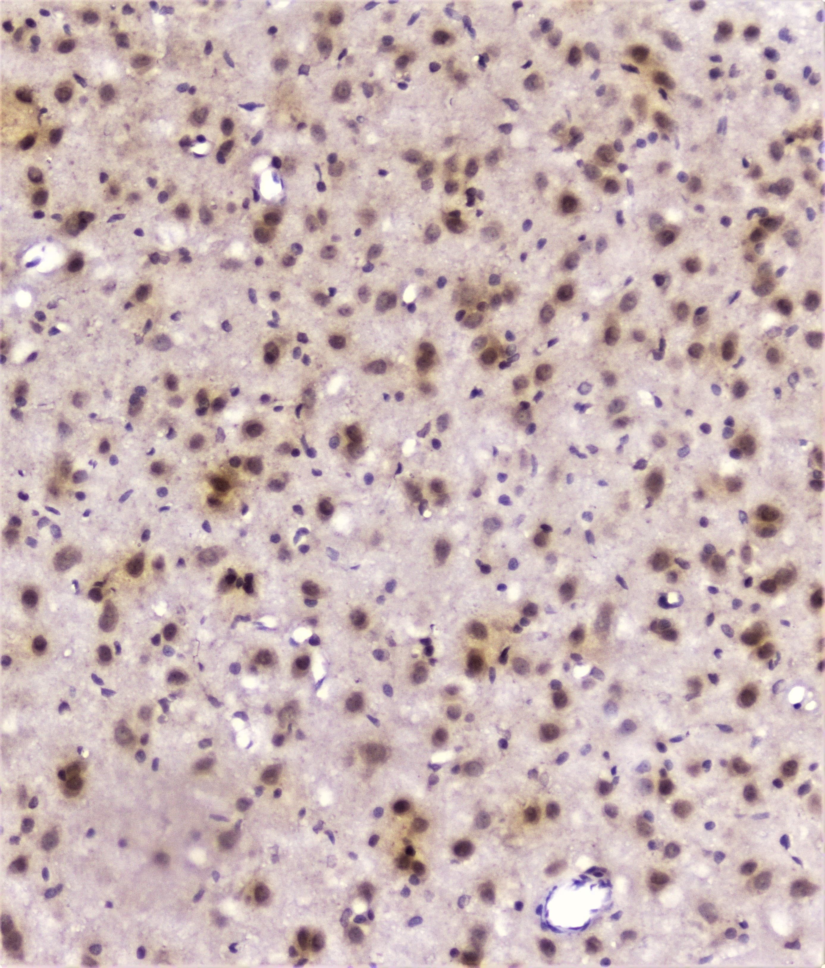 DDT / Dopamine Tautomerase Antibody