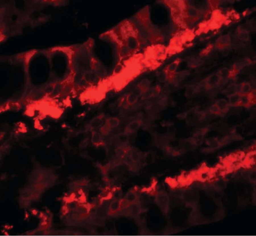 IHC-plus™ KREMEN1 / KREMEN-1 Antibody