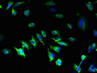 PTHR2 / PTH2R Antibody