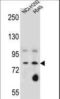 SCEL Antibody (aa260-289)