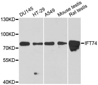 IFT74 / CCDC2 Antibody