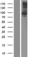 KCTD3 Protein (Over-Expression Lysate Myc-DDK (Flag))
