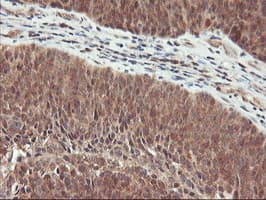 RABL2A Antibody (clone OTI5A10, Carrier-free)