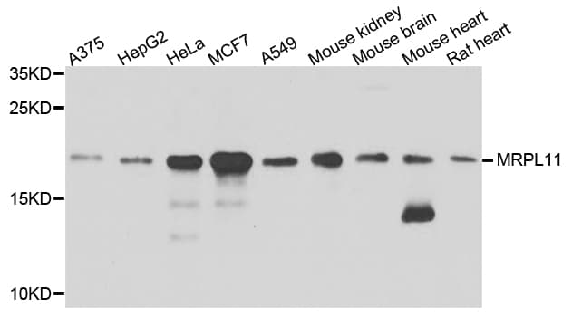 MRPL11 Antibody