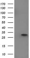 EIF4E2 / IF4e Antibody (clone OTI1F5)
