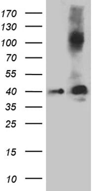SEPT3 / Septin 3 Antibody (clone OTI3H6, Carrier-free)
