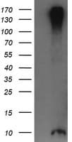 ROMO1 Antibody (clone OTI2C12)