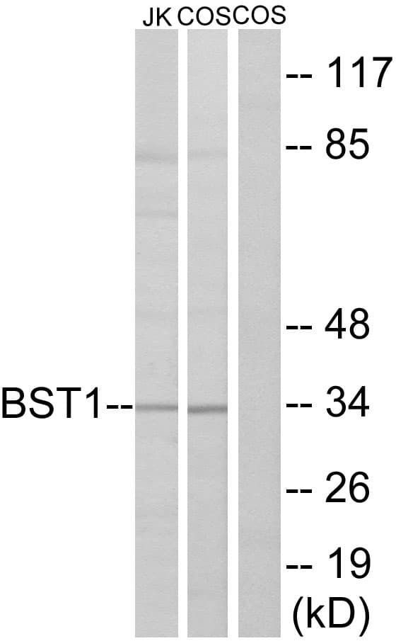 CD157 Antibody (aa71-120)