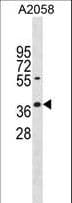 Polyclonal Rabbit anti-Human AVEN / PDCD12 Antibody (aa78-106, WB)