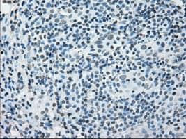 PRKY Antibody (clone OTI2H9, Carrier-free)