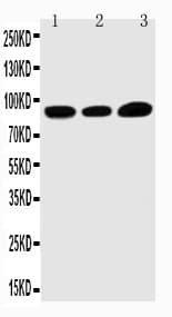 TRPV3 Antibody (aa757-773)