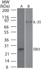 EBI3 / IL-27B Antibody (clone 10J803)