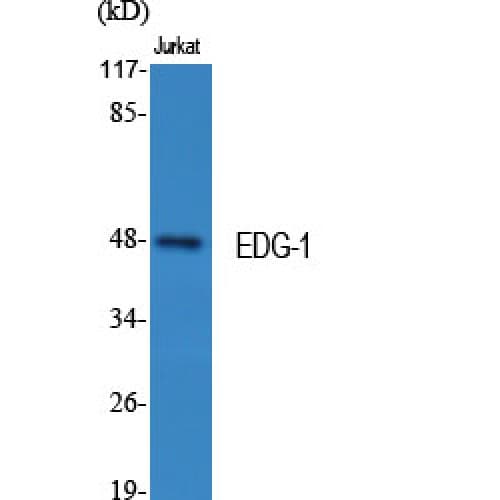 S1PR1 / EDG1 / S1P1 Antibody (180-260 aa)