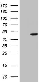 STOML2 Antibody (clone OTI1A1)