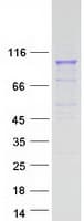 Human PCDHGA2 Protein (Recombinant Myc-DDK (Flag))