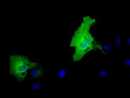 MPP3 Antibody (clone OTI8F1)