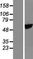 FLJ22028 Protein (Over-Expression Lysate Myc-DDK (Flag))