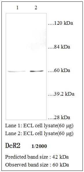 TRAIL-R4 / DCR2 Antibody