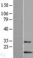 LYNX1 Protein (Over-Expression Lysate Myc-DDK (Flag))