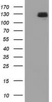 Monoclonal Mouse anti-Human L1CAM Antibody (clone OTI2H4, WB)
