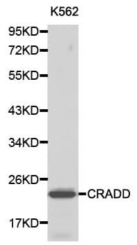 CRADD / RAIDD Antibody