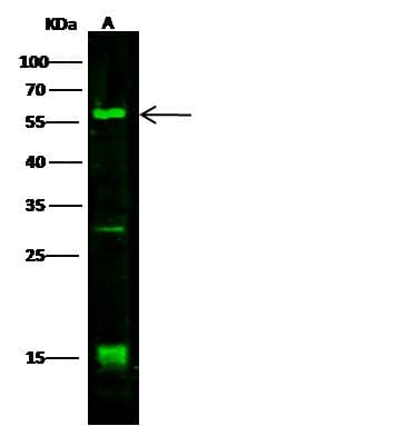 Polyclonal Rabbit anti-Human DLL1 Antibody (Preservative Free, WB)