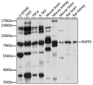 RXFP2 / LGR8 Antibody