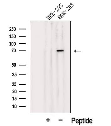 JAKMIP1 Antibody