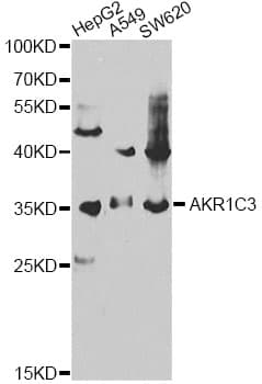 Polyclonal Rabbit anti-Human DDX / AKR1C3 Antibody (IHC, IF, WB)