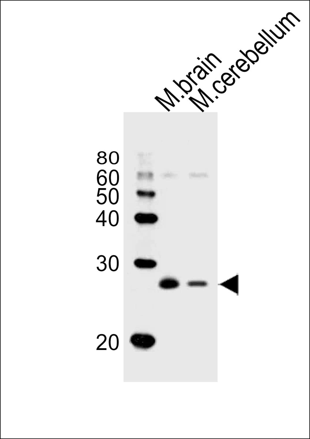 SNAP25 Antibody (Ser187)