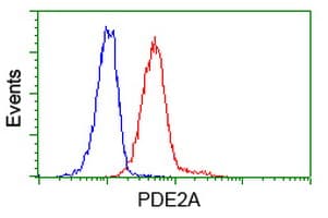 PDE2A Antibody (clone OTI4H8)
