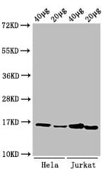 HIST1H3A Antibody
