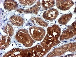 NDUFAF7 Antibody (clone OTI4A5, Carrier-free)