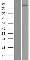 HUPF2 / UPF2 Protein (Over-Expression Lysate Myc-DDK (Flag))