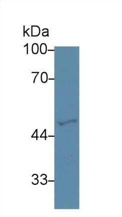 GATA2 Antibody