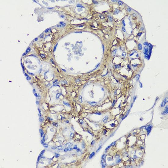 DCN / Decorin Antibody