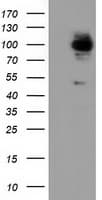 ALDH1L1 Antibody (clone OTI3B11, Carrier-free)