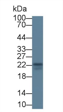 IL18 Antibody (Cy3)