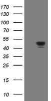 GORAB / SCYL1BP1 Antibody (clone OTI1G2)