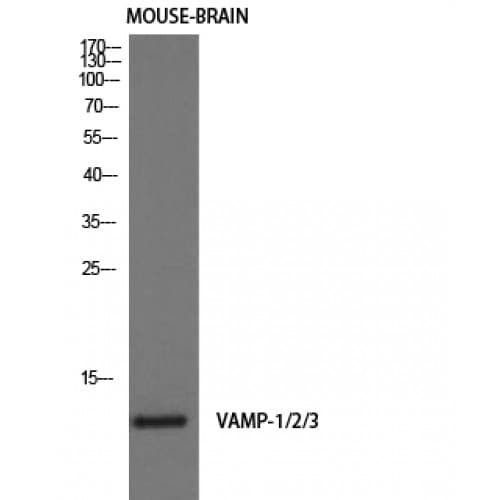 VAMP1+2+3 Antibody (Internal)