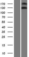 Human NOMO3 Protein (Over-Expression Lysate Myc-DDK (Flag))